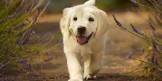 De Passie van Toegewijde Hondenliefhebbers: Een Bijzondere Band tussen Mens en Hond
