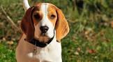 beagle hond