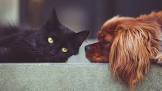 Hond versus Kat: Een Vergelijking van Twee Populaire Huisdieren