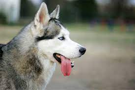 De Hond: Onze Trouwe Vriend en Loyaal Gezinslid