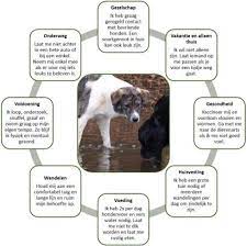 Hondeninformatie: Alles wat je moet weten over onze trouwe viervoeters