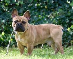Ontdek de perfecte metgezel – Franse Bulldog kopen bij Puppywereld!