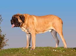 grootste hondenras