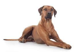 De Prachtige Persoonlijkheid van de Grote Bruine Hond