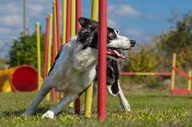 Hondensport Agility: Een Dynamische En Uitdagende Activiteit Voor Jouw Viervoeter!