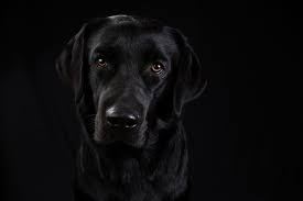 Pracht en Passie: De Betovering van Zwarte Hondenrassen