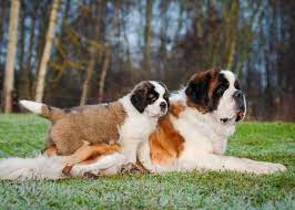Prachtige en Majestueuze Grote Langharige Hondenrassen