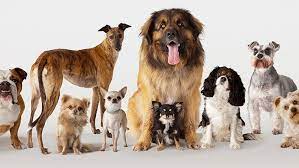 Ontdek de diversiteit van alle hondenrassen: een bonte verzameling van persoonlijkheden en eigenschappen