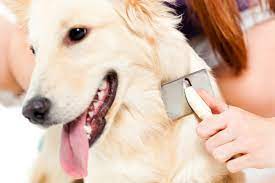 De Essentiële Gids voor Het Verzorgen van Honden: Tips voor een Gelukkige en Gezonde Viervoeter