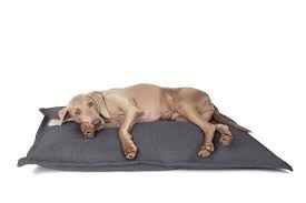 Hondenkussen: Comfortabel en Afwasbaar voor een Hygiënische Slaapplek