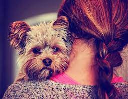 De charme van het kleine hondenras: Een wereld vol gezelligheid en liefde