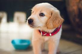 Het Kopen van een Schattige Puppy Hond: Alles wat je moet weten