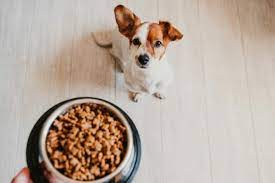 Belang van Kwalitatieve Voeding voor Honden: Een Gids voor Hondeneigenaren