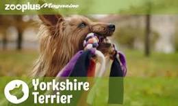 yorkshire terriër