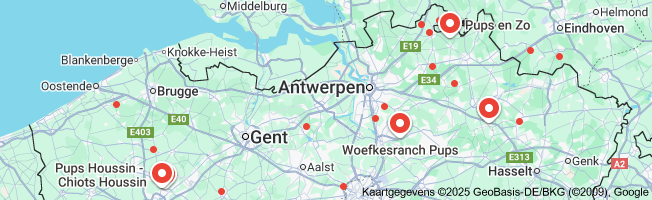 hond koop
