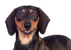 Ontdek de Perfecte Hondennamen voor Jouw Trouwe Viervoeter!