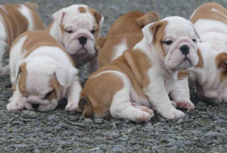 Schattige Engelse Bulldog Pup: Een Charmante Metgezel!