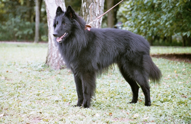 Ontdek de Verscheidenheid van Herdersrassen: Van Duitse Herders tot Border Collies