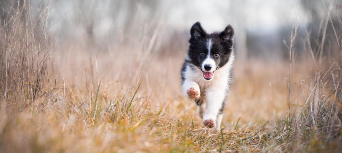 De Magische Band tussen Mens en Hond: Ontdek de Wereld van Trouwe Vierpotige Vrienden