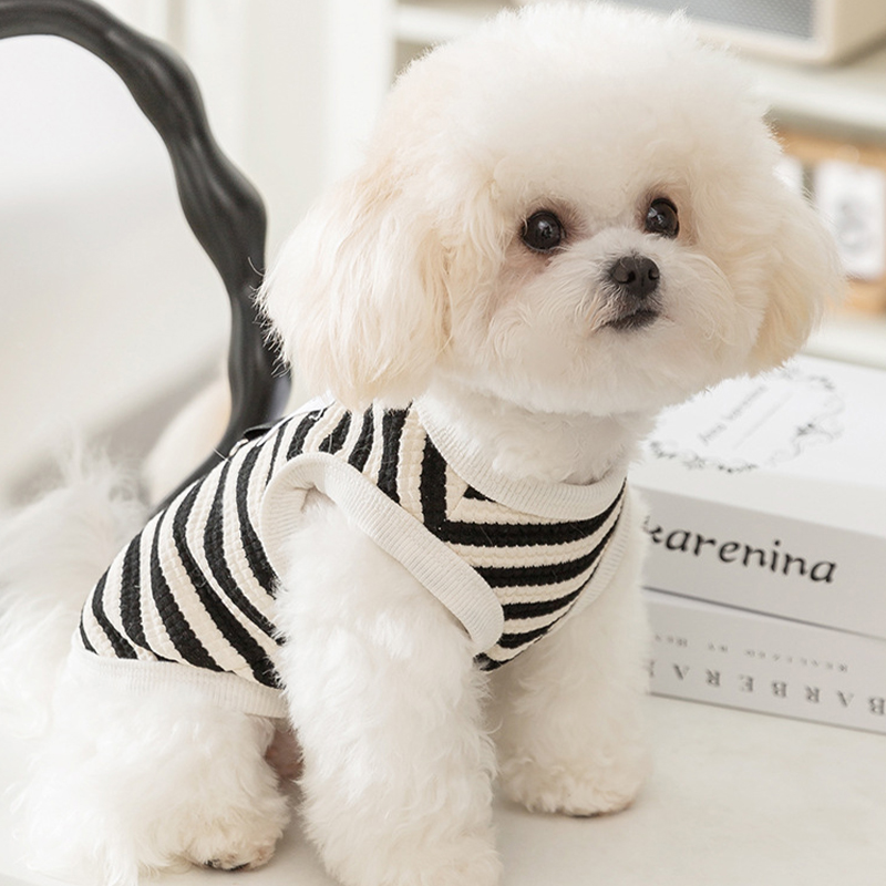 hondenkleding chihuahua