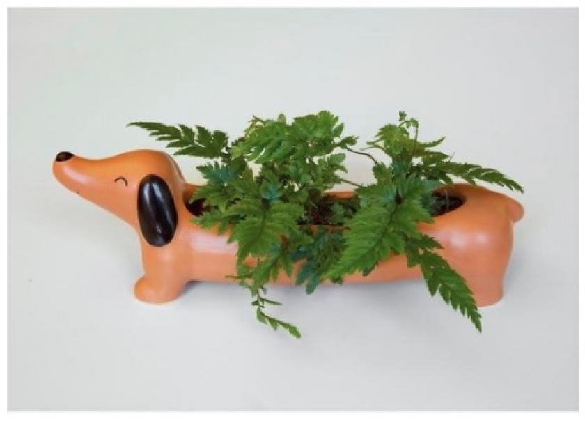 De Betoverende Wereld van de Hondenliefhebber