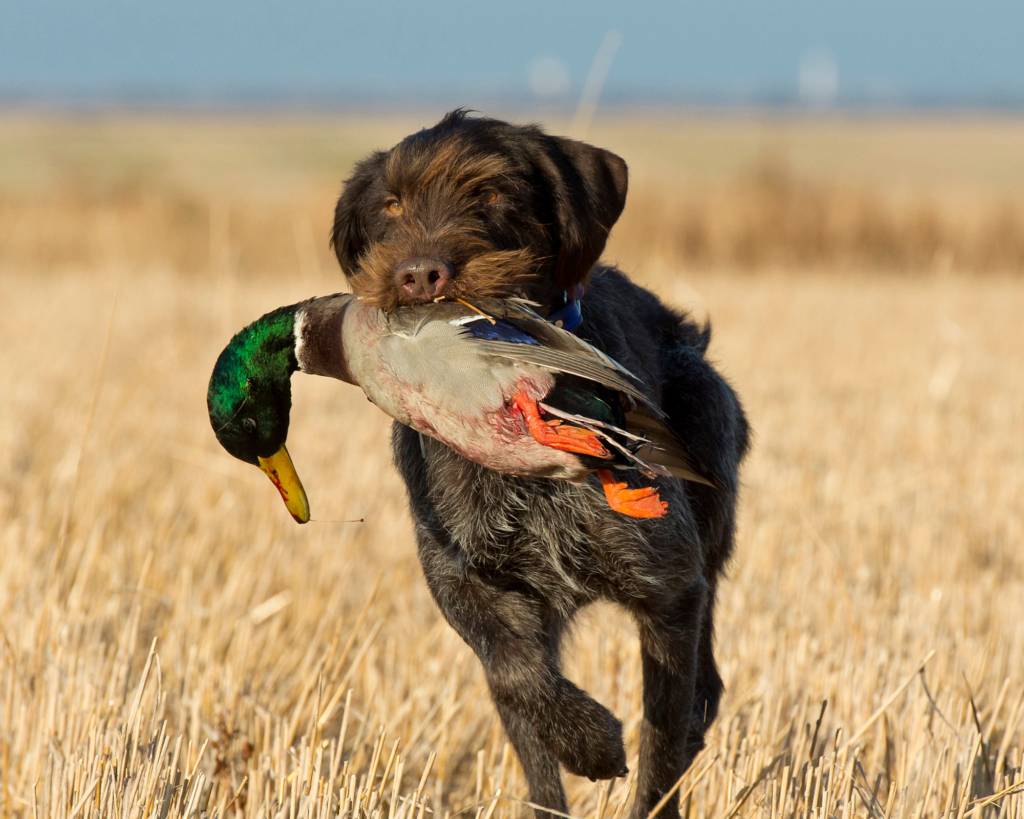 De Onmisbare Rol van Jachthonden in de Belgische Jachttraditie