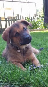 Het Kopen van een Hond: Tips en Advies voor Toekomstige Eigenaren