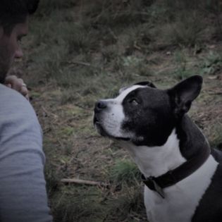 Diepgaande Cursus Hondengedrag en Hondenpsychologie: Begrijp Je Viervoeter Beter