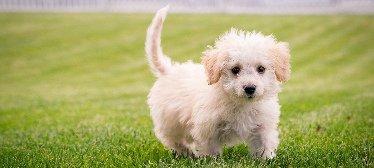 Aanschaf van schattige hondenpuppies: waar op te letten bij het kopen van een nieuwe viervoeter