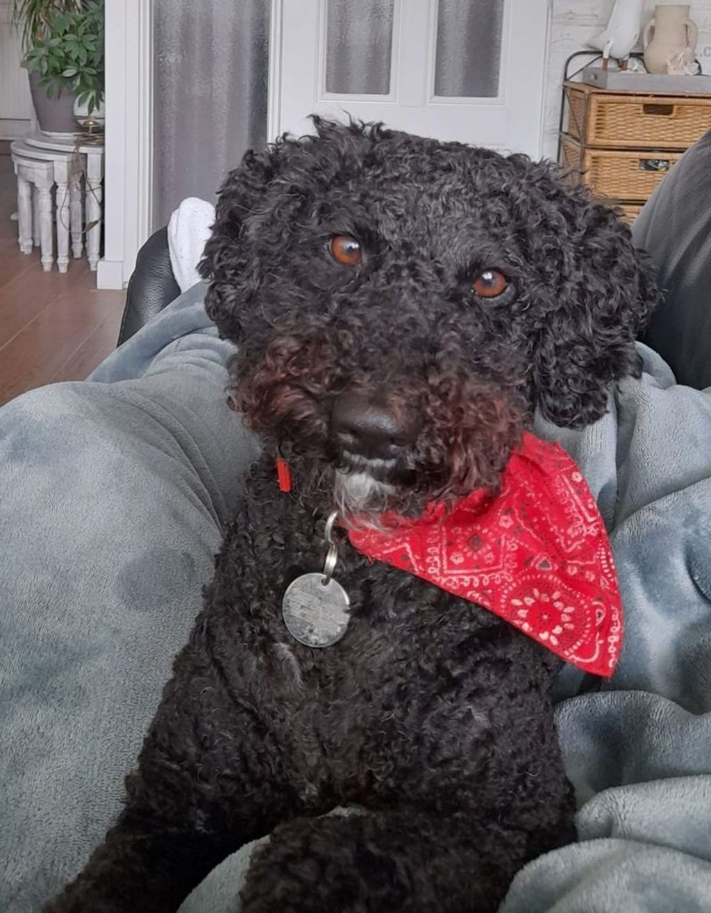 De Bijzondere Band Tussen Hondenliefhebbers en Hun Geliefde Viervoeters