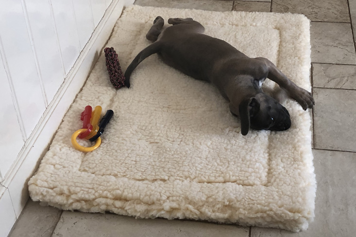 Ontdek de Beste Online Hondenwinkels voor Jouw Viervoeter!