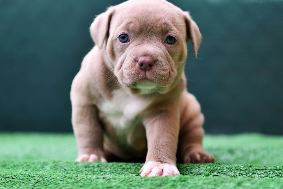 Krachtige Pitbull-achtige Honden: Liefdevolle Metgezellen met een Sterk Karakter