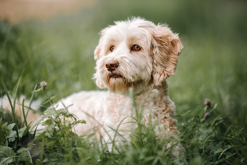 honden die niet ruiven