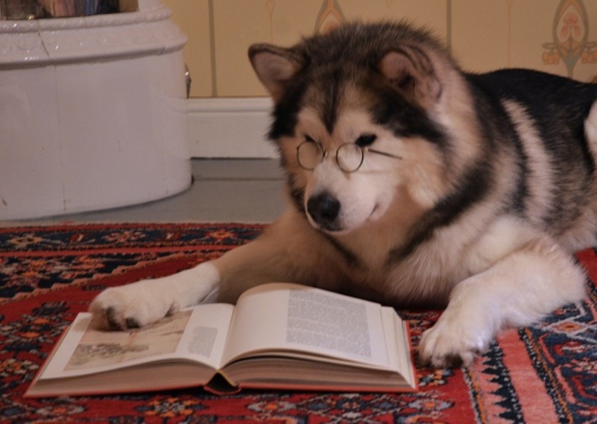 De Eigenwijze Hond: Een Unieke Persoonlijkheid Die Verrast en Verrijkt