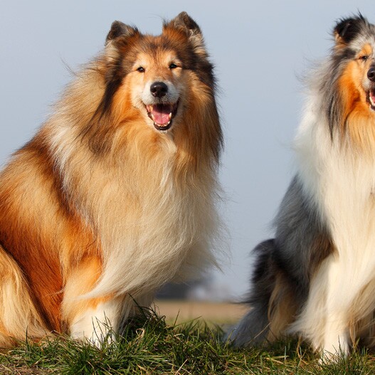 hond met lange haren