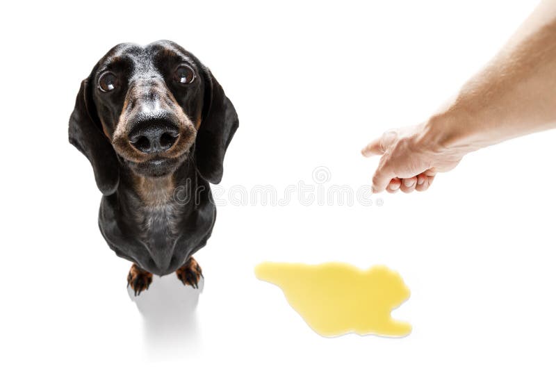 De essentiële taken van een verantwoordelijke hondeneigenaar