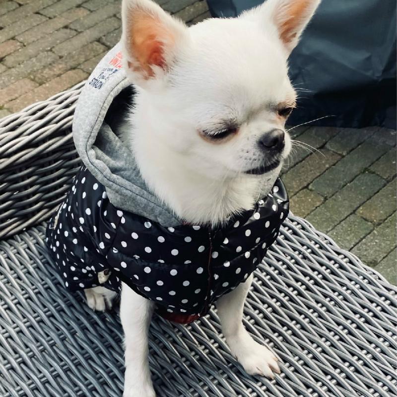 Stijlvolle Hondenjasjes voor Jouw Geliefde Chihuahua