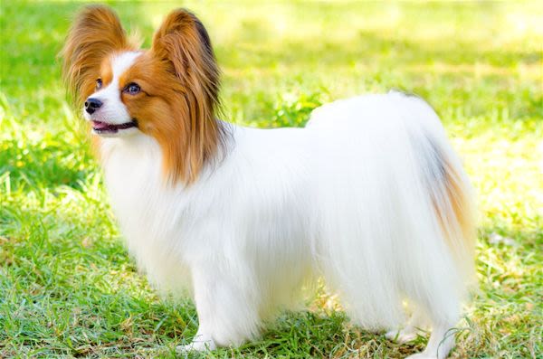 Ontdek de charme van een mini hondenras: Kleine viervoeters met een groot hart