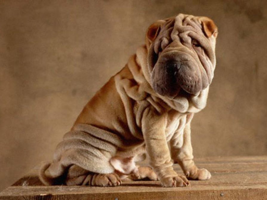 rimpel hond
