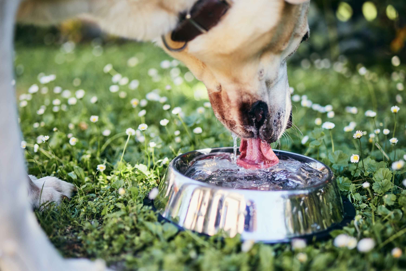 water honden