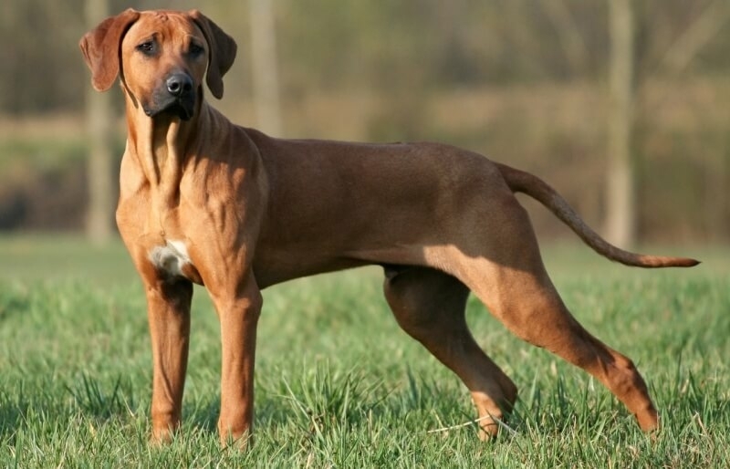 De Kunst van het Trainen van Gehoorzame Honden: Tips en Technieken voor Succesvolle Opvoeding