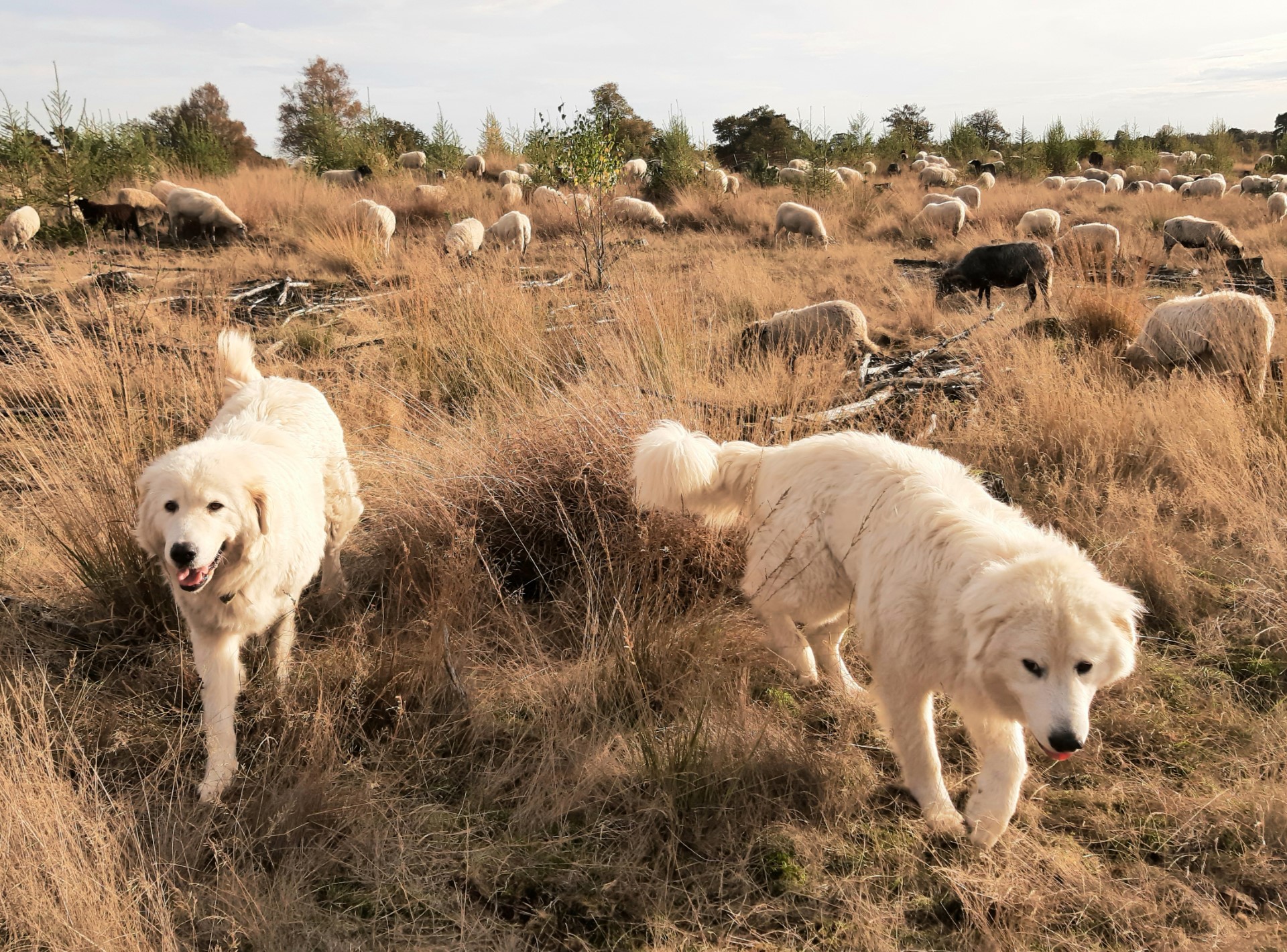 Slimme honden die onze harten veroveren