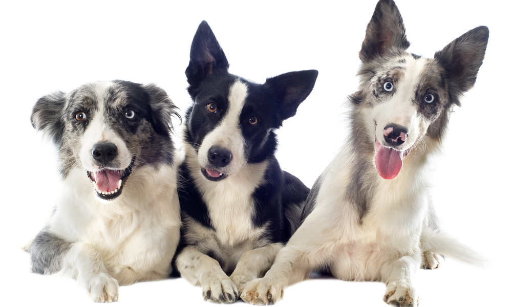 honden die veel blaffen