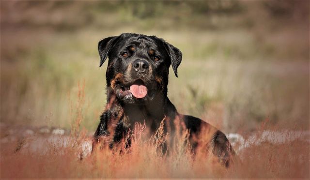 De Waarheid over Hoog Risico Honden: Feiten en Fabels Ontmaskerd