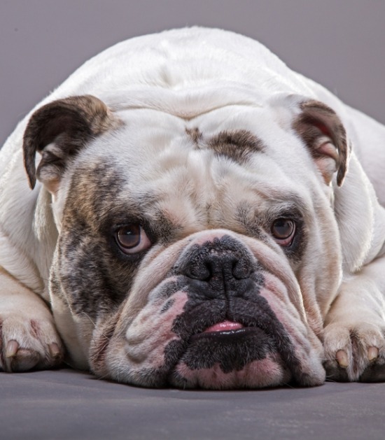 Alles over de korte snuit van je hond: kenmerken en zorgtips