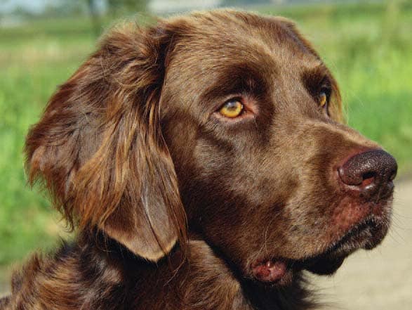 Tips voor het Verzorgen van Lang Haar bij Je Hond