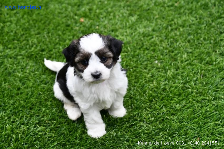 hondje