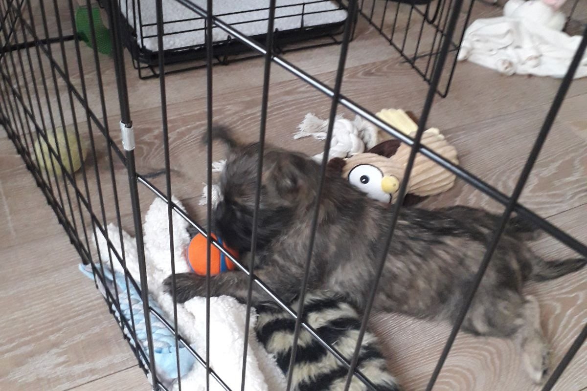 Hoe Kies Je De Juiste Maat Bench Voor Jouw Hond?