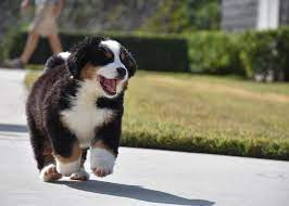 berner sennen