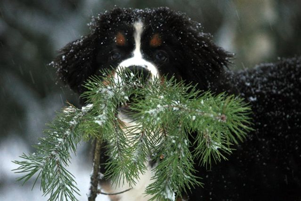 Berner Sennenhond: alles over deze zachtaardige reus
